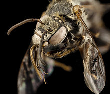 Ancyloscelis apiformis, m, paraguay, face 2014-08-08-09.52.55 ZS PMax (15046500892).jpg