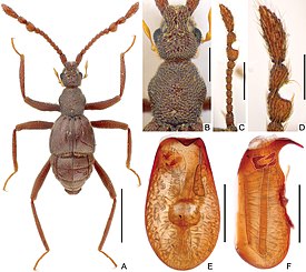 Ancystrocerus lueliangi