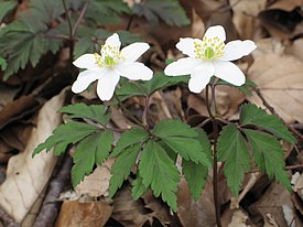 Ветреничка дубравная (Anemonoides nemorosa)