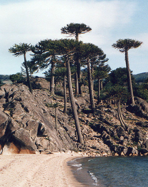 474px-Araucaria_araucana_playa.jpg