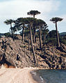 Araucaria araucana in the Argentinian Andes