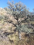 Miniatura para Quercus oblongifolia