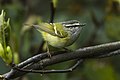 Ashy-throated warbler