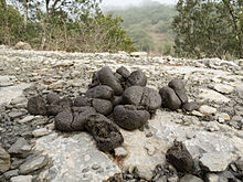 Horse feces Badaia - Heces de caballo 02.jpg