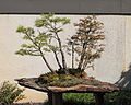 Taxodium distichum