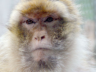 Face de magot (ou macaque berbère, Macaca sylvanus). (définition réelle 2 560 × 1 920*)