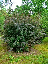 Η Βερβερίς η κοινή (Berberis vulgaris) ή άλλως Ευρωπαϊκή οξυάκανθα.