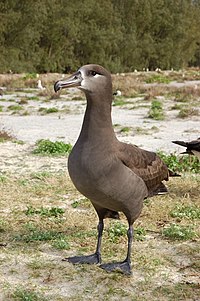 Black footed albatross1.jpg
