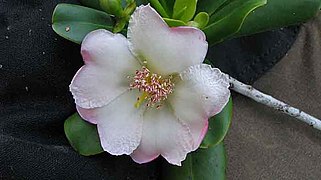 Bonnetia stricta (cascarilla family)