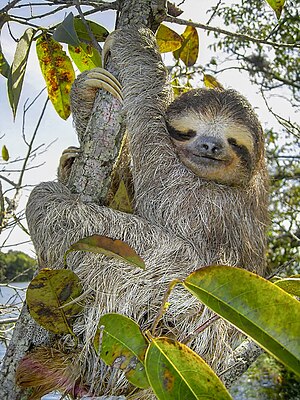 Three-toed-sloth (Bradypus variegatus), Lake G...