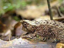 Brookesia.jpg