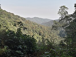 Bwindi Impenetrable Forest