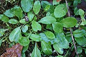 Campanula rapunculus