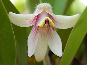 Campanulorchis globifera