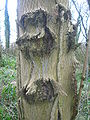 Chancres sur un frêne en North Ayrshire, Écosse.