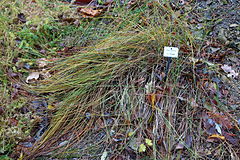 Description de l'image Carex colchica - Botanischer Garten, Dresden, Germany - DSC08670.JPG.