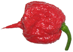 Miniatura para Carolina Reaper