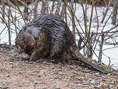 Picture of a beaver taken by a high school student of the Manawan Atikamekw Community and uploaded to Wikimedia Commons during the Nitaskinan in pictures contest