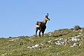 Vrouwelijke alpengems op de Schneeberg in Oostenrijk