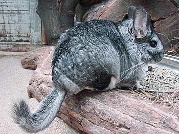 Een Loangstäit-Chinchilla (Chinchilla lanigera)