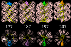 Four proposed structures of the 30 nm chromatin filament for DNA repeat length per nucleosomes ranging from 177 to 207 bp.
Linker DNA in yellow and nucleosomal DNA in pink. ChromatinFibers.png