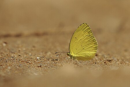 Ventral view