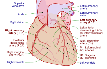 Coronary arteries.svg