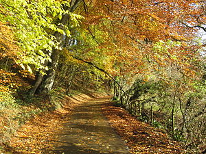 English: English country lane in Autumn.