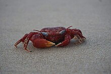 a red crab on sand