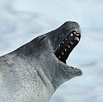 Crabeater seal (Lobodon carcinophaga)
