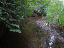 Creek wandering across Benvoulin Wetlands