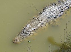 Das Leistenkrokodil, mythischer Ursprung Timors, im Vergleich mit dem Satellitenbild von Timor. Der Kopf des Krokodils liegt im Osten (rechts).[2]