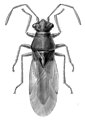 Cymoninus notabilis, dessin de Margaret E. Poor, Smithsonian Institution, NMNH.