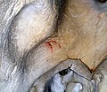 Dessin préhistorique de la grotte du Déroc.