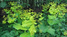 Perfoliate leaves of Smyrnium perfoliatum with stems passing through them Doorwaskervel - Smyrnium perfoliatum (2).jpg