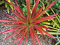 DYCKIA Red (2 of 3)