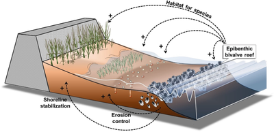 Ecosystem services delivered by epibenthic bivalve reefs. Reefs provide coastal protection through erosion control and shoreline stabilization, and modify the physical landscape by ecosystem engineering, thereby providing habitat for species by facilitative interactions with other habitats such as tidal flat benthic communities, seagrasses and marshes. Ecosystem services delivered by epibenthic bivalve reefs.png