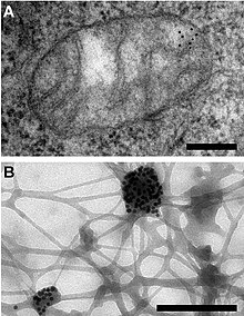 Electron microscopy reveals mitochondrial DNA in discrete foci. Bars: 200 nm. (A) Cytoplasmic section after immunogold labelling with anti-DNA; gold particles marking mtDNA are found near the mitochondrial membrane (black dots in upper right). (B) Whole mount view of cytoplasm after extraction with CSK buffer and immunogold labelling with anti-DNA; mtDNA (marked by gold particles) resists extraction. From Iborra et al., 2004. Electron microscopy reveals mitochondrial DNA in discrete foci.jpg