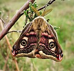 Saturnia pavonia – Oberseite