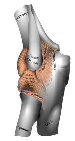 En-elbow joint.svg