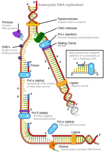 A diagram of the many components of DNA replication Eukaryotic DNA replication.svg