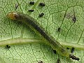 Larva inside leaf shelter