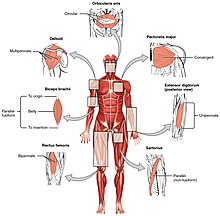 The skeletal muscles of the body typically come in seven different general shapes. This figure shows the human body with the major muscle groups labeled. Fascicle Muscle Shapes.jpg