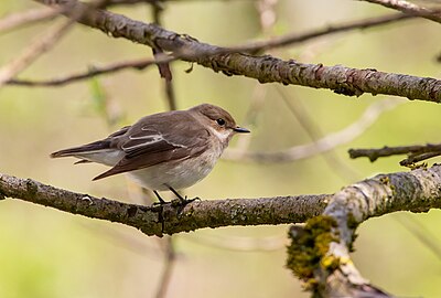 Slika:Ficedula hypoleuca-F-Iski morost.jpg