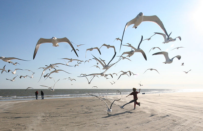 Datei:Flock of Seagulls (eschipul).jpg