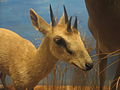 Four-horned Antelope