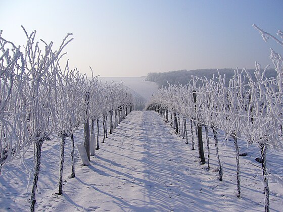 12. Frost im Weingarten von Christine Tögel