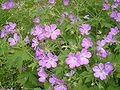 Geranium sylvaticum