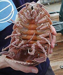 220px-Giant_isopod.jpg