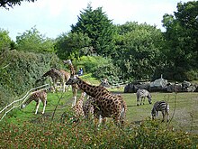 Жирафы в зоопарке Белфаста.jpg